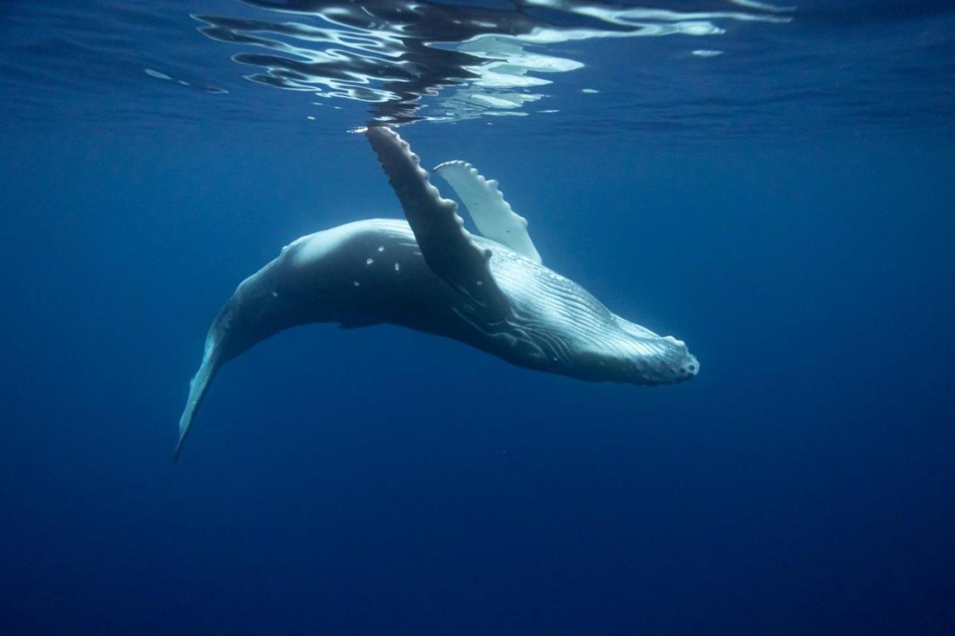 Maui Homestay Vue Ocean Exceptionnelle & Baleines En Saison Tohautu Esterno foto
