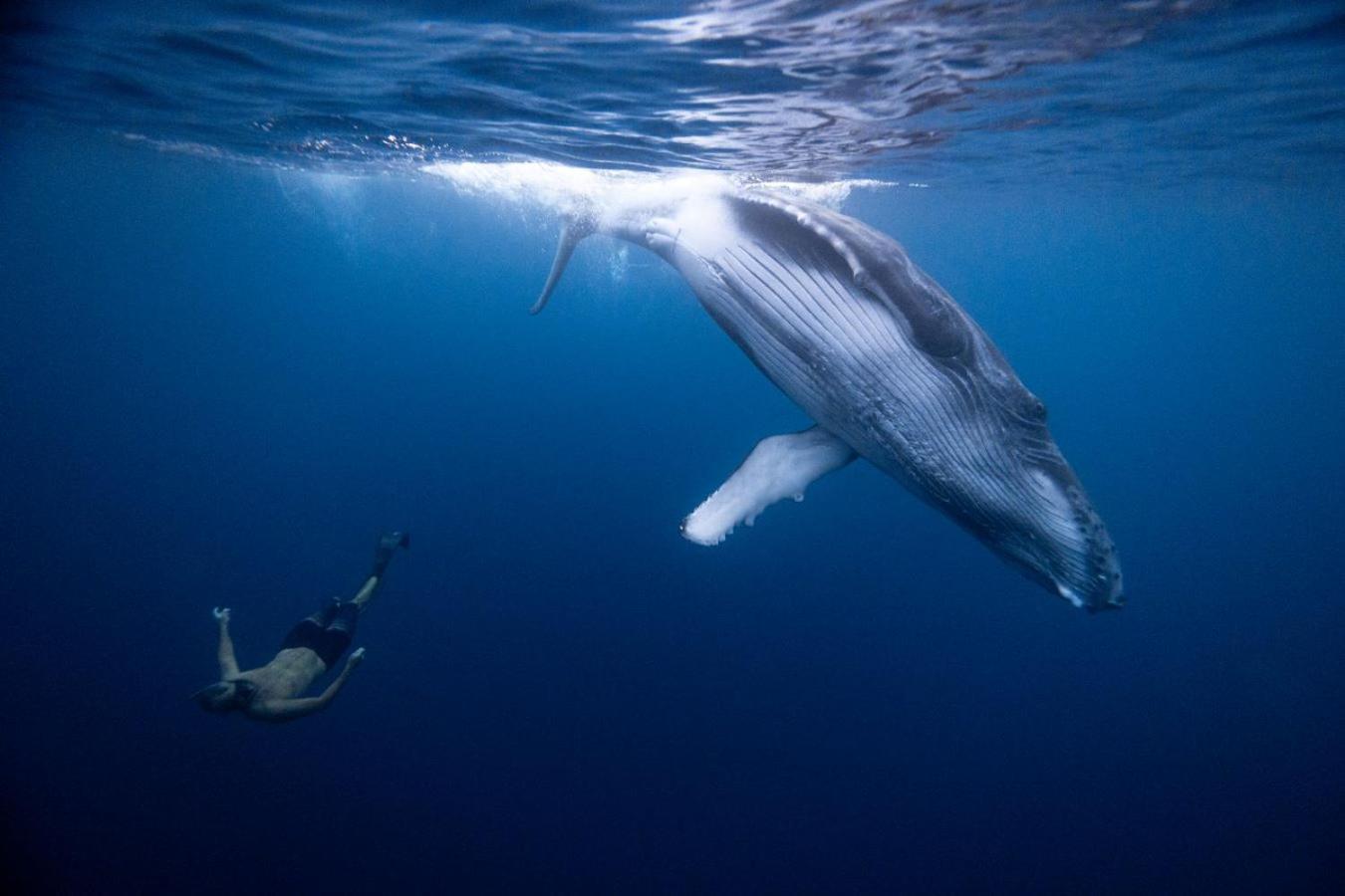 Maui Homestay Vue Ocean Exceptionnelle & Baleines En Saison Tohautu Esterno foto